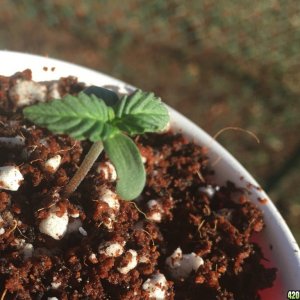 Auto Purple Haze Seedlings