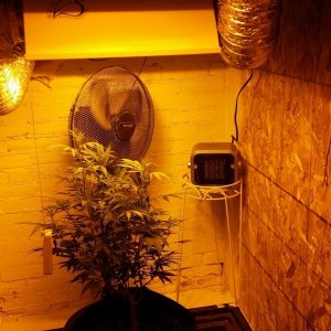 Second light and small heater added to flower room.