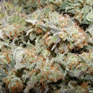 Strawberry Cough 5-2011