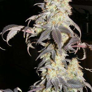 Strawberry Cough 2011