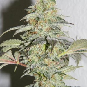 Strawberry Cough 1-2011 top