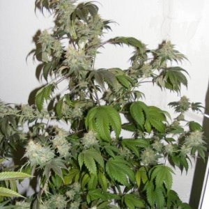 Strawberry Cough 1-2011