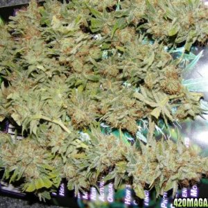 Strawberry Cough 1-2010