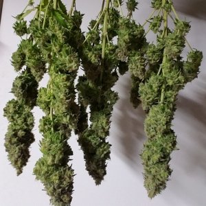 heavyweight fruit punch Harvest