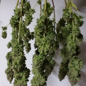 heavyweight fruit punch Harvest