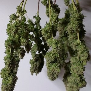 heavyweight fruit punch Harvest