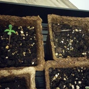 Week 1 Seedling