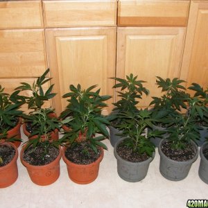 Querkle and Qush Clones