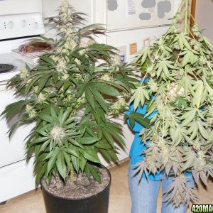 Qush Harvest Pheno 2 left - Pheno 1 right