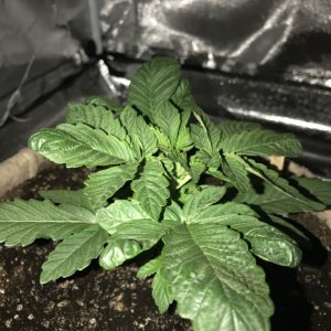 Strawberry Kush leaf cupping problem