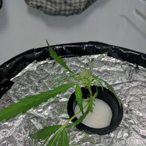 Sativa Clone