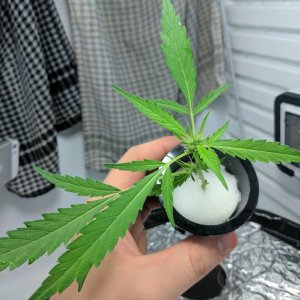 Sativa Clone