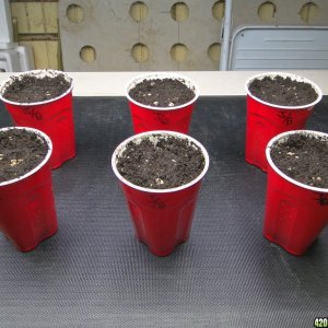 Random Seedlings-Day 1-2/4/17