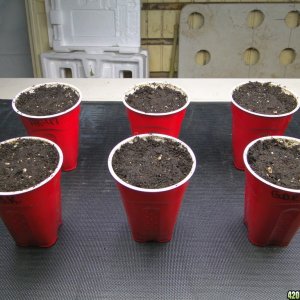 Random Seedlings-Day 1-2/4/17