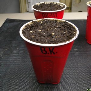 Random Seedlings-Day 1-2/4/17