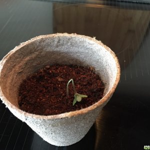 Failed Seedling