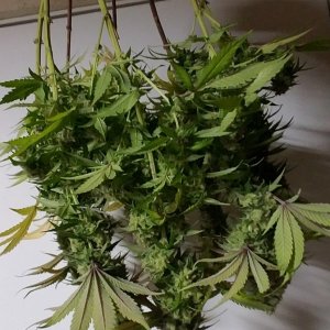 LSD 2 Harvest