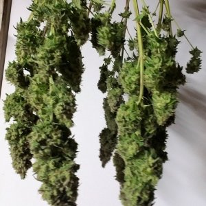 LSD 2 Harvest