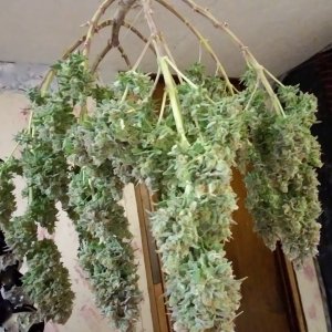 LSD 2 Harvest