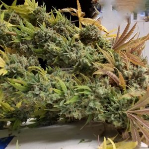 Heavyweight Fruit Punch 2 Harvest