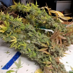 Heavyweight Fruit Punch 2 Harvest