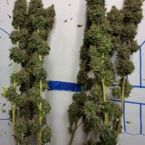 Heavyweight Fruit Punch 2 Harvest