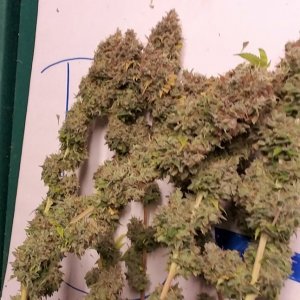 Heavyweight Fruit Punch 2 Harvest