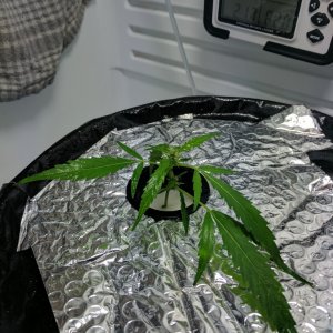 Sativa Clone