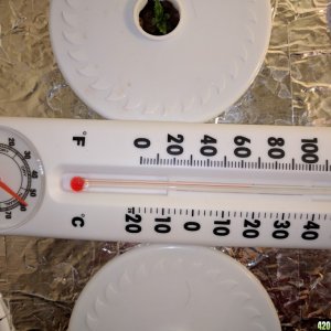 MReilly 1st grow temps