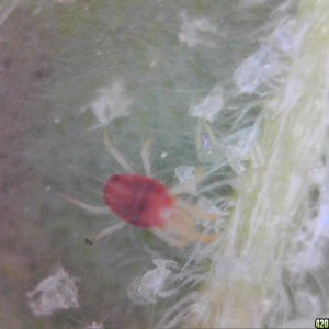 Spider Mites