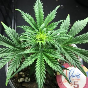 White Widow Auto clone in pre-flower