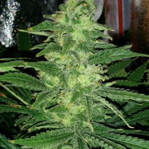 Shining Silver Haze - in bloom for 37 days