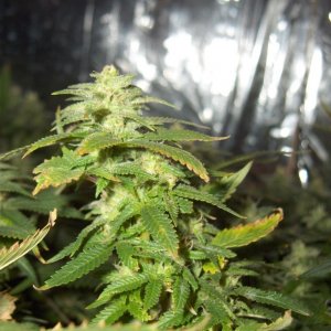 nov19 buds