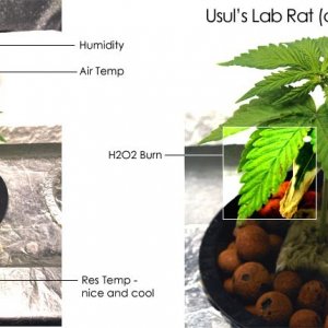 Usul's Lab Rat - 21 days old