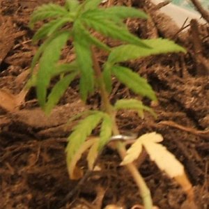 Blackey's Grow 2009 update8