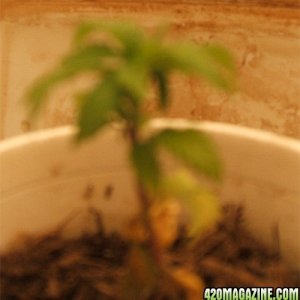 Blackey's Grow 2009 update8