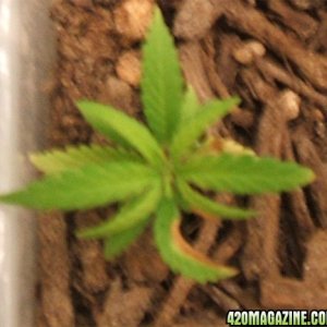 Blackey's Grow 2009 update8