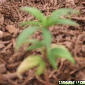 Blackey's Grow 2009 update8