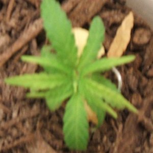 Blackey's Grow 2009 update8