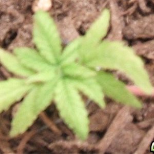 Blackey's Grow 2009 update8