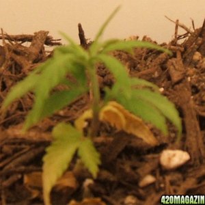 Blackey's Grow 2009 update8