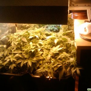 zills hawg kush grow