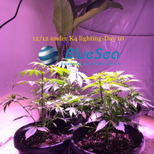 bluesea cob led grow light MJ grow