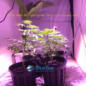 bluesea cob led grow light MJ grow