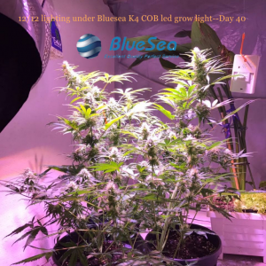 bluesea cob led grow light MJ grow