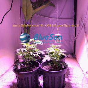 bluesea cob led grow light MJ grow