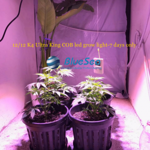 bluesea cob led grow light MJ grow