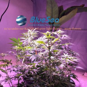 bluesea cob led grow light MJ grow