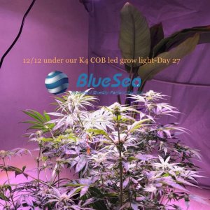 bluesea cob led grow light MJ grow