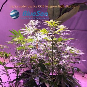 bluesea cob led grow light MJ grow